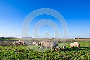 Pigs and piglets grazing in a field pasturage