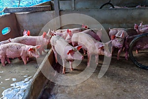 Pigs in a Pigpen. Large pen of young white pigs. Pig Farming. Intensively farmed pigs photo
