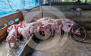 Pigs in a Pigpen. Large pen of young white pigs. Pig Farming. Intensively farmed pigs