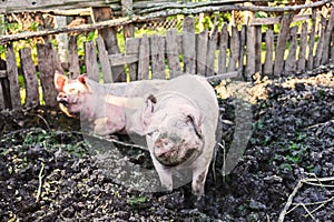 Pigs in the pigsty