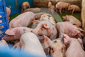 Pigs in the pigsty livestock pork production