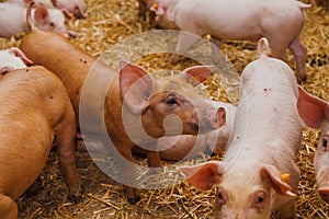 Pigs in the pigsty livestock pork production