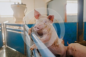 Pigs in the pigsty livestock pork production