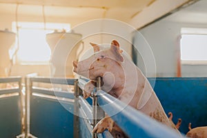 Pigs in the pigsty livestock pork production