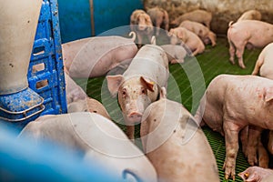 Pigs in the pigsty livestock pork production