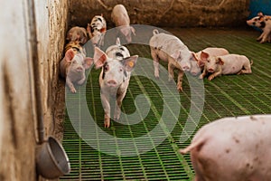 Pigs in the pigsty livestock pork production