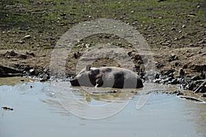 pigs in a puddle photo