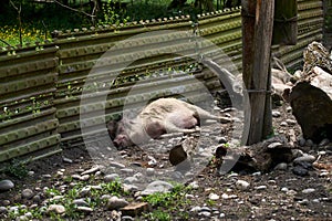 Pigs relax in the picturesque mountain areas of Svaneti in Georgia