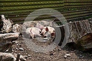 Pigs relax in the picturesque mountain areas of Svaneti in Georgia