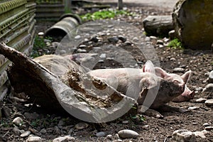 Pigs relax in the picturesque mountain areas of Svaneti in Georgia