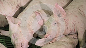 Pigs are resting, lying in the barn. One pig with open eyes, looks. Meat production