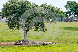 pigs resting in the shade