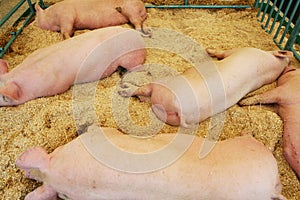 Pigs resting on wood shavings