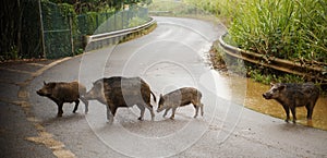 Pigs on the road