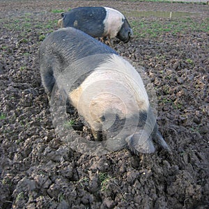 Pigs rooting photo