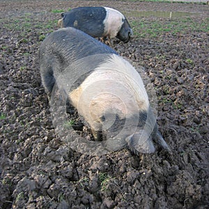 Pigs rooting