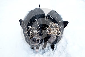 Pigs in the snow covered with straw