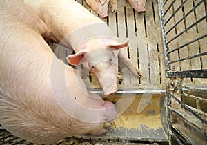 pigs and sows eat in livestock of the farm