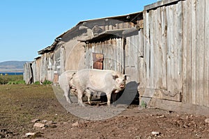 Pigs are standing in front of a wooden shed in the village, on a sunny day.