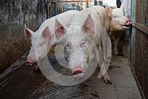 Pigs standing side by side in a rustic farm setting