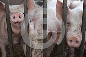Pigs in straw on organic farm