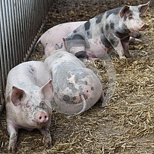 Pigs in straw on organic farm