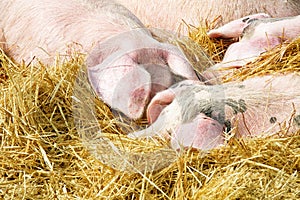 Pigs on the straw