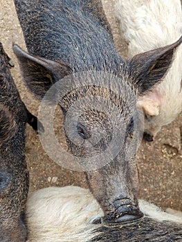 Pigs in the summer in a wooden outdoor paddock
