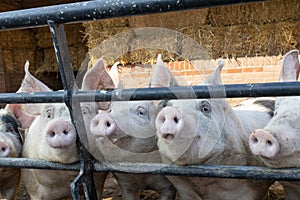pigs swine in a farm in europe for meat selective focus background blur