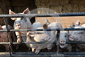 pigs swine in a farm in europe for meat selective focus background blur