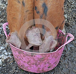 Pigs with their snouts in the Trough