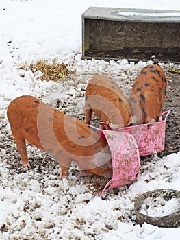 Pigs with their snouts in the Trough