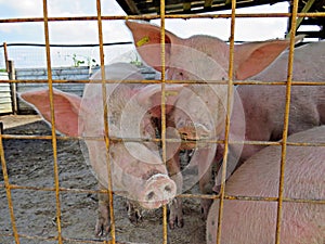 Pigs - traditional farming