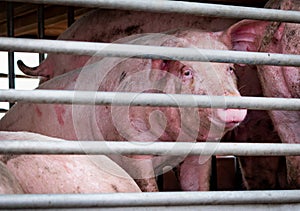 Pigs in truck transport from farm to slaughterhouse. Meat industry. Livestock. Animal meat market. Animals rights concept. Pig