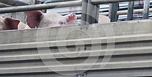 Pigs on truck way to slaughterhouse for food. photo