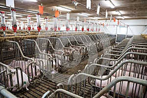 Pigs waiting feed. Pig indoor on a farm yard in Danmark. swine in the stall. Close up eyes and blur. Portrait animal.