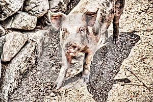 Pigs on the Way to Carbini - Corsica, France