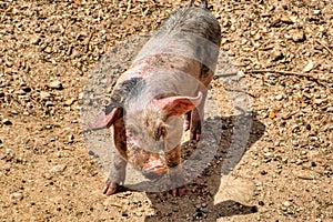 Pigs on the Way to Carbini - Corsica, France