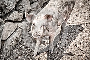 Pigs on the Way to Carbini - Corsica, France