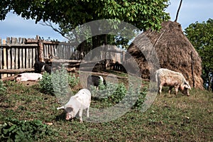 Pigs in the yard in Romanian Banat