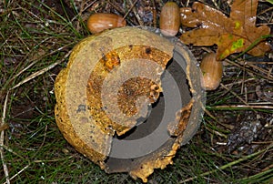 Pigskin poison puffball