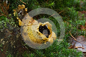 Pigskin poison puffball