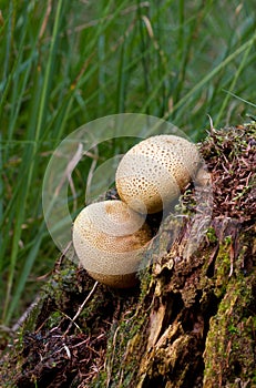 Pigskin poison puffball