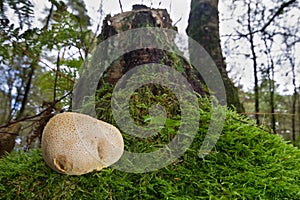 Pigskin poison puffball