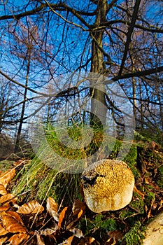 Pigskin poison puffball