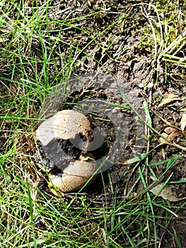 Pigskin poison puffball