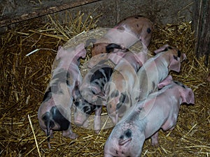 Pigstay