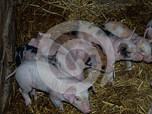Pigstay