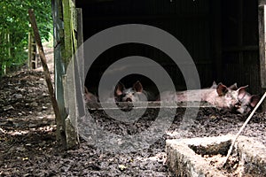 Pigsty in Normandy