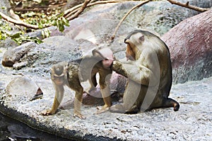 Pigtail Macaque couple photo